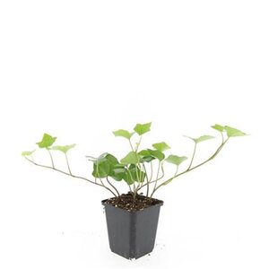 Hedera hibernica geen maat specificatie 0,55L/P9cm - afbeelding 5