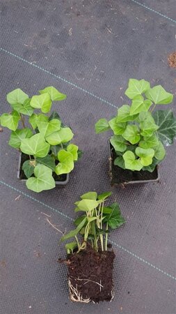 Hedera hibernica geen maat specificatie 0,55L/P9cm - afbeelding 13