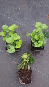 Hedera hibernica geen maat specificatie 0,55L/P9cm - afbeelding 13