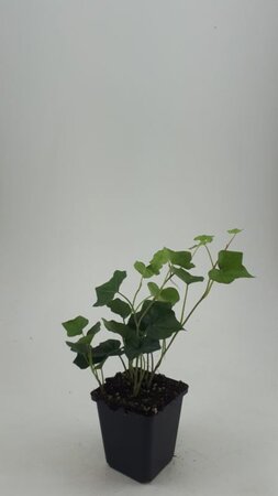 Hedera hibernica geen maat specificatie 0,55L/P9cm - afbeelding 4