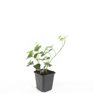 Hedera hibernica geen maat specificatie 0,55L/P9cm - afbeelding 3