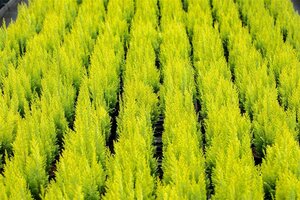 Chamaecyparis l. 'Yvonne' 125-150 cm met kluit - afbeelding 2