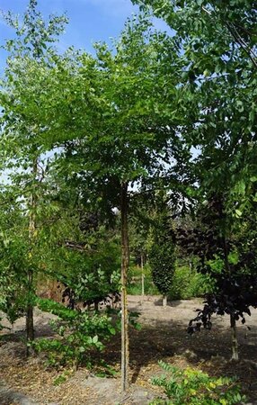 Gymnocladus dioica 10-12 STA WRB