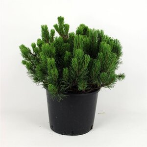 Pinus mugo pumilio 50-60 cm cont. 12L
