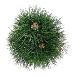 Pinus nigra 'Green Tower' 60-80 cm cont. 15L