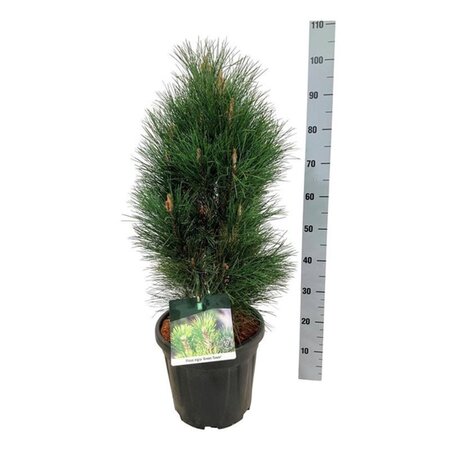 Pinus nigra 'Green Tower' 60-80 cm cont. 15L - afbeelding 2