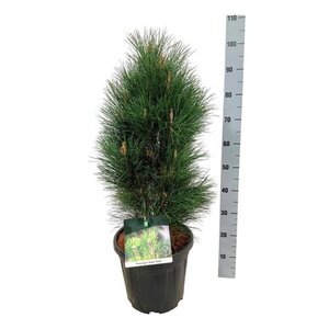 Pinus nigra 'Green Tower' 60-80 cm cont. 15L - afbeelding 2