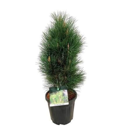 Pinus nigra 'Green Tower' 60-80 cm cont. 15L - afbeelding 3