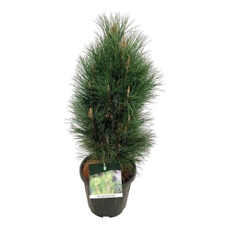 Pinus nigra 'Green Tower' 60-80 cm cont. 15L - afbeelding 4