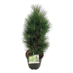 Pinus nigra 'Green Tower' 60-80 cm cont. 15L - afbeelding 4