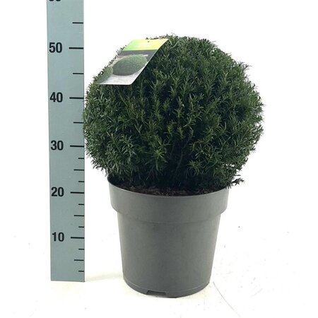 Taxus baccata 35 cm cont. 10L bol - afbeelding 6