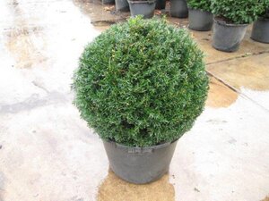 Taxus baccata 50 cm cont. 20L bol - afbeelding 6