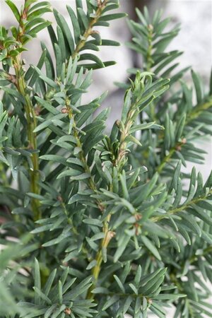 Taxus baccata 50 cm cont. 20L bulb - image 1