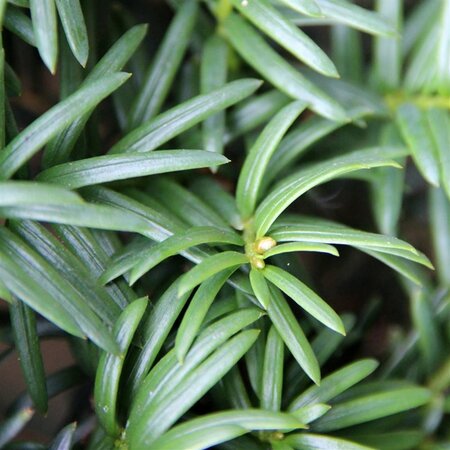 Taxus baccata 50 cm cont. 20L bulb - image 3