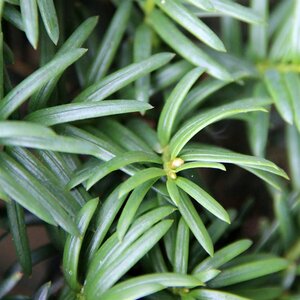 Taxus baccata 50 cm cont. 20L bulb - image 3