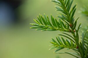 Taxus baccata 50 cm cont. 20L bulb - image 5