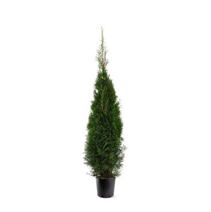 Thuja occ. 'Smaragd' 125-150 cm cont. 10L - afbeelding 4