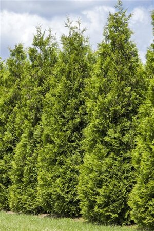 Thuja occ. 'Smaragd' 40-60 cm cont. 2,0L - afbeelding 2
