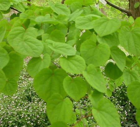 Cercidiphyllum japonicum 10-12 Hoogstam draadkluit