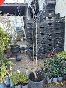 Cercis siliquastrum 175-200 cm cont. 30L meerstammig