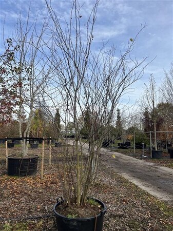 Cercis siliquastrum 300-350 cm cont. 160L meerstammig