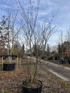 Cercis siliquastrum 300-350 cm cont. 160L meerstammig