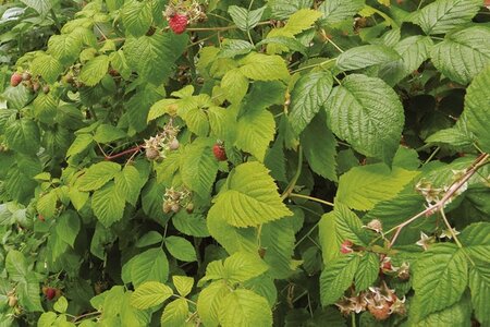 Rubus idaeus 'Autumn Bliss' rood HERFST geen maat specificatie cont. 3,0L - afbeelding 1