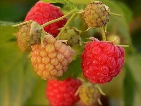 Rubus idaeus 'Autumn Bliss' rood HERFST geen maat specificatie cont. 3,0L - afbeelding 2