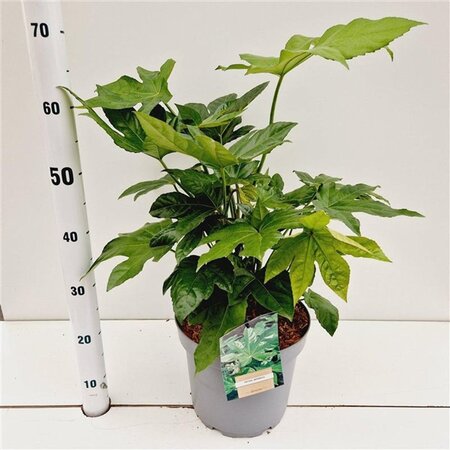 Actinidia arguta 70 cm vierkant 2L - afbeelding 1