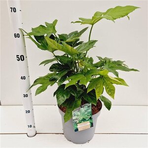 Actinidia arguta 70 cm vierkant 2L