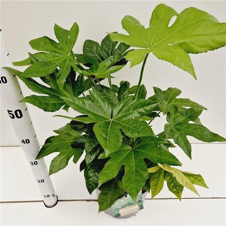 Actinidia arguta 70 cm vierkant 2L - afbeelding 2