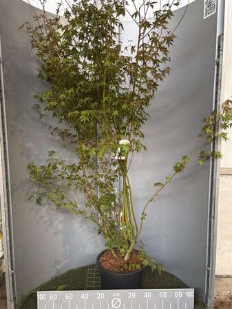Acer palmatum 125-150 cm cont. 20L