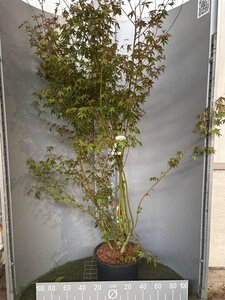 Acer palmatum 125-150 cm cont. 20L