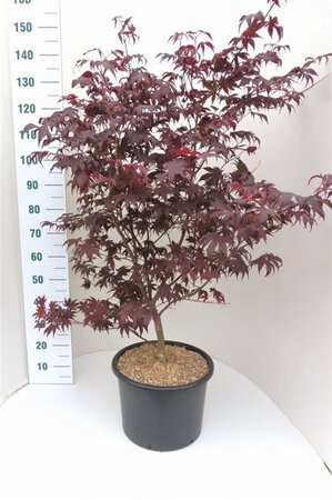 Acer pal. 'Atropurpureum' 100-125 cm cont. 20L