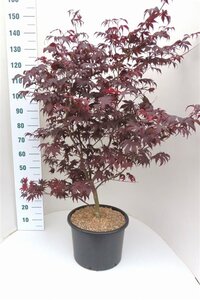 Acer pal. 'Atropurpureum' 100-125 cm cont. 20L