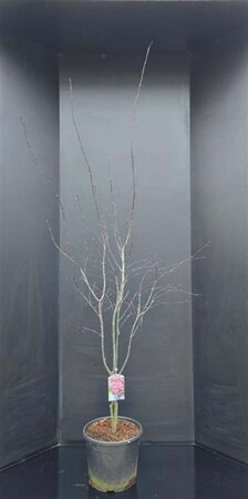 Acer pal. 'Bloodgood' 125-150 cm cont. 20L