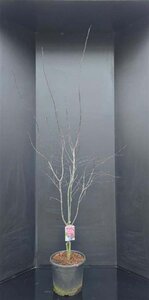 Acer pal. 'Bloodgood' 125-150 cm cont. 20L