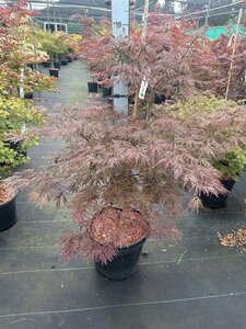 Acer pal. 'Garnet' 80-100 cm cont. 20L