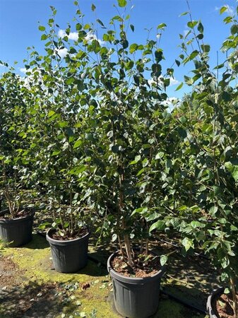 Betula utilis 'Doorenbos' 175-200 cm cont. 50L