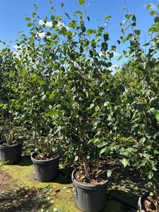 Betula utilis 'Doorenbos' 175-200 cm cont. 50L