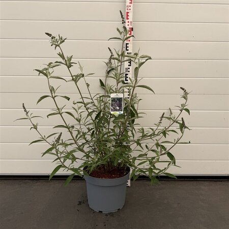 Buddleja d. 'Black Knight' 60-80 cm cont. 10L - afbeelding 1