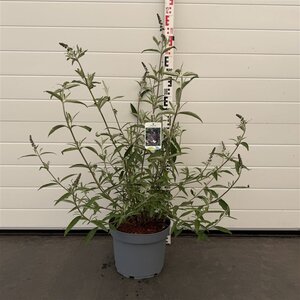 Buddleja d. 'Black Knight' 60-80 cm cont. 10L