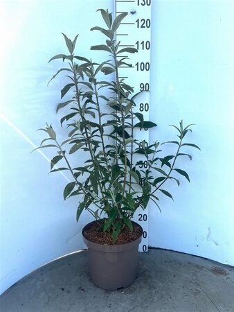 Buddleja d. 'Black Knight' 60-80 cm cont. 10L - afbeelding 3