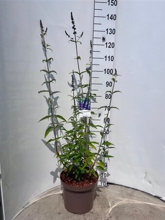 Buddleja d. 'Black Knight' 60-80 cm cont. 10L - afbeelding 2