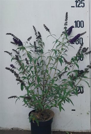 Buddleja d. 'Black Knight' 60-80 cm cont. 10L - afbeelding 1
