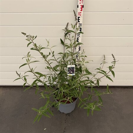 Buddleja d. 'Black Knight' 60-80 cm cont. 10L - afbeelding 2