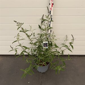 Buddleja d. 'Black Knight' 60-80 cm cont. 10L - afbeelding 2