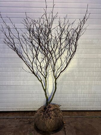 Cornus controversa 150-175 cm met kluit - afbeelding 1