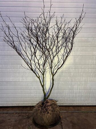 Cornus controversa 150-175 cm met kluit - afbeelding 3