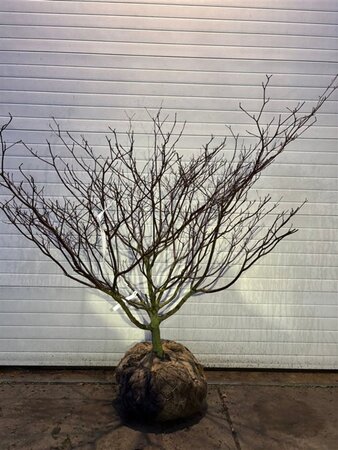 Cornus controversa 150-175 cm met kluit - afbeelding 2